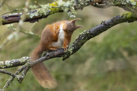 Red squirrel (Sciurus vulgaris) adult animal scratching itself on a tree branch, Yorkshire,