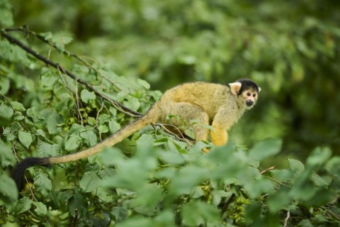 Common squirrel monkey (Saimiri sciureus) in a tree, captive, distribution South America