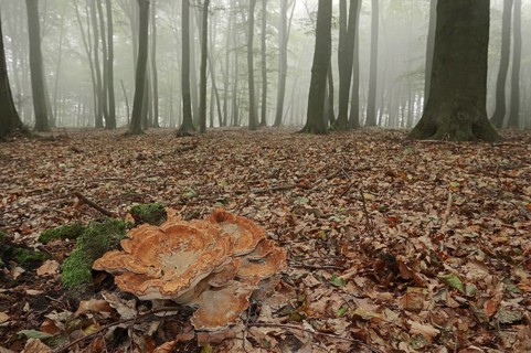 Giant polypore (Meripilus giganteus) in a beech forest with fog, North Rhine-Westphalia, Germany,