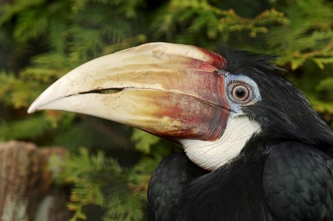 Papua hornbill (Rhyticeros plicatus, Aceros plicatus), portrait, female, captive, occurring in