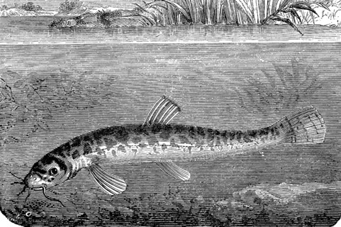 Loach, Barbatula barbatula, Noemacheilus barbatulus, loach or bearded goby, fish, illustration from