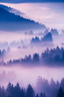 Fog and forest in OberÃ¤geri in the canton of Zug, Switzerland, Europe