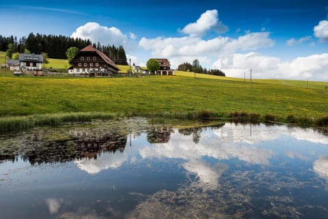 Farms and flowering meadow, Thurner, near St MÃ¤rgen, Black Forest, Baden-Württemberg, Germany,