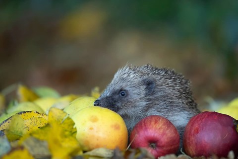 European hedgehog (Erinaceus europaeus) adult animal walking over fallen apples on a garden lawn in