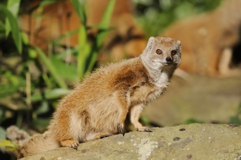 Yellow mongoose (Cynictis penicillata), captive, occurrence in Africa