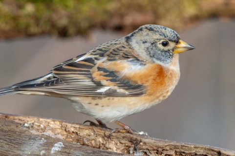 Brambling (Fringilla montifringilla) sitting in the forest. Bas Rhin, Alsace, France, Europe
