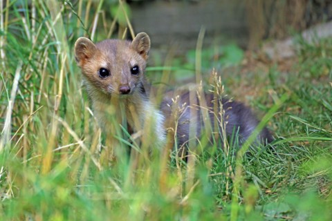 Stone marten, Martes foina