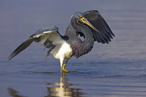 Tricolored heron (Egretta tricolor), foraging, Ft. De Soto Park, Sanibel Island, Florida, USA,