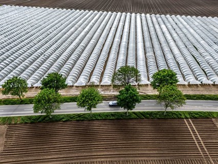Agriculture, large areas with foil tunnel, for the cultivation of strawberries, freshly cultivated