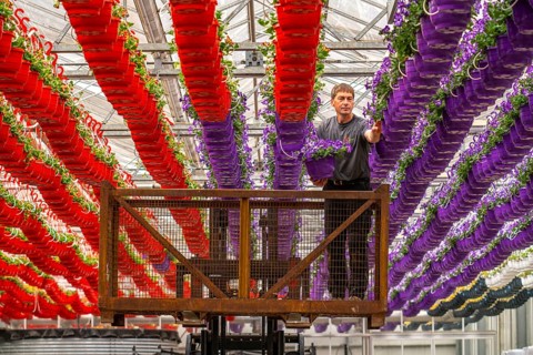 Horticultural business, flower pots, so-called petunia ampel, grow in a greenhouse, under the glass