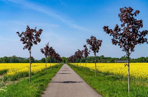 The avenue cycle path between Xanten and Marienbaum, Kalkar, on the Lower Rhine, former railway