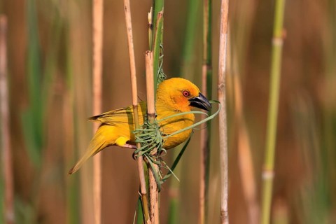 Eastern golden weaver (Ploceus subaureus), adult, male, starts nesting, Saint Lucia Estuary,