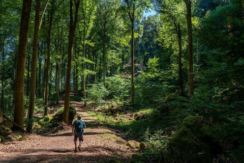 Forest path to the Devil's Gorge, near Irrel, Southern Eifel nature park Park,