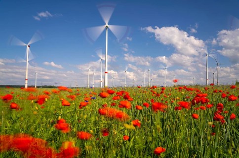 Wind farm, field with flower strips, insect-friendly border of fields with mixed flowers, poppies,