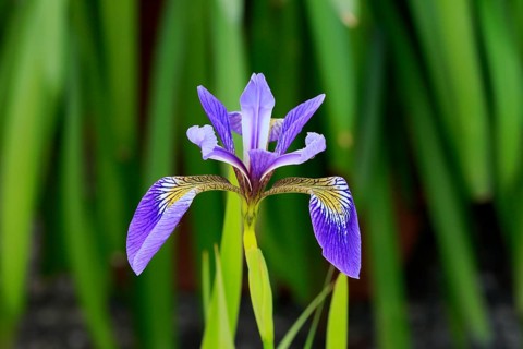 American marsh iris (Iris versicolor), flower, in bloom, at a pond, Ellerstadt, Germany, Europe