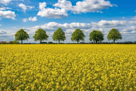Rape field with tree avenue in Scheie Bückeburg Germany