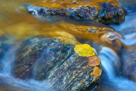 Autumn leaves resting on rocks in a flowing stream with a calm and hazy atmosphere, Vermont, New