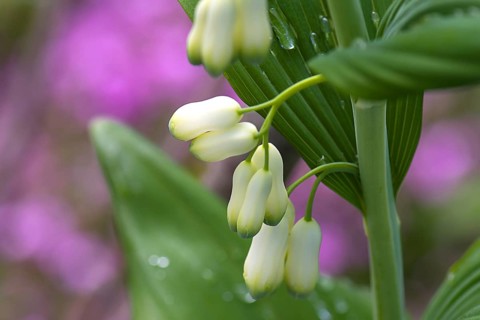 Flowers of a solomon's seal (Polygonatum multiflorum) with raindrops, Bavaria, Germany, Europe