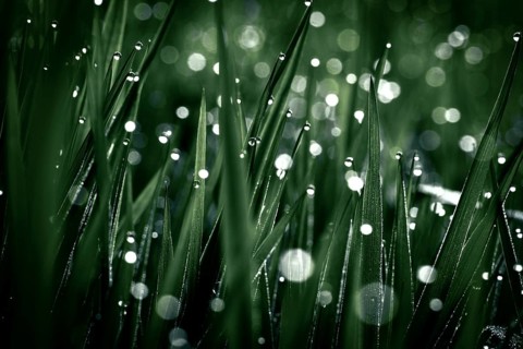 Blades of grass in detail with dewdrops, Mindelheim, Bavaria, Germany, Europe