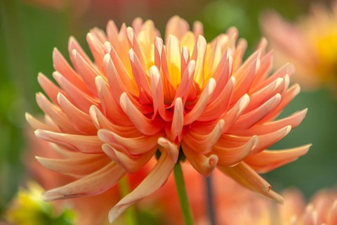 Close-up of dahlia, cactus dahlia, Palatinate, Rhineland-Palatinate, Germany, Europe