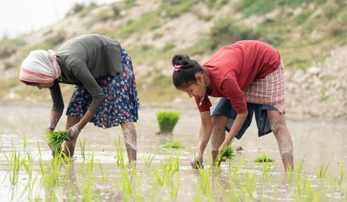 Morigaon, India. 20 February 2024. Women plant rice saplings in a paddy field on February 20, 2024
