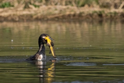 Cormorant in the water proudly holding a fish it has just caught, a tench (Tinca tinca), Hesse,