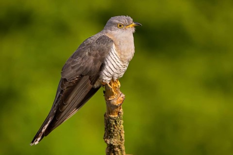 Common cuckoo (Cuculus canorus), Coucou gris, Cuco Europeo, Cuco Comun, Ast, branch, Ormoz area,