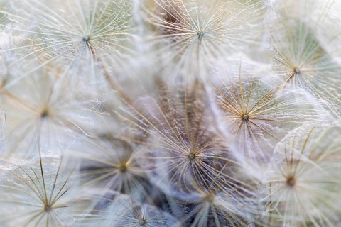 Seed head of meadow salsify (Tragopogon pratensis), Asteraceae, Leibertingen, Upper Danube nature