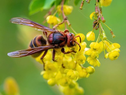 European hornet (Vespa crabro), insect, insects, macro, plant, garden, Neuhofen,