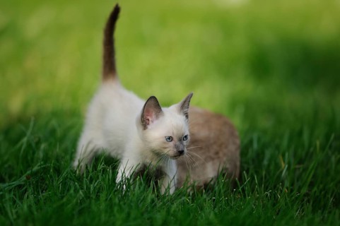 Young Siamese cat (Siamese Seal Point cat) little kitten in the green grass, Bavaria