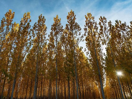The setting sun shining through a forest of European Aspen (Populus tremula) in autumnal colours.