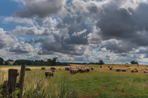 Black-headed domestic sheep (Ovis gmelini aries) on pasture, cloudy sky, Mecklenburg-Western