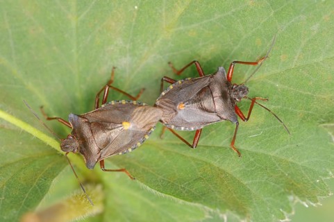 Forest bug (Pentatoma rufipes), copulating pair, North Rhine-Westphalia, Germany, Europe