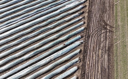 Tractor tracks next to an asparagus field covered with foil, Beelitz, 26/03/2024