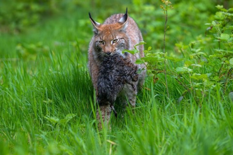 Hunting Eurasian lynx (Lynx lynx) walking with killed muskrat (Ondatra zibethicus) prey in its