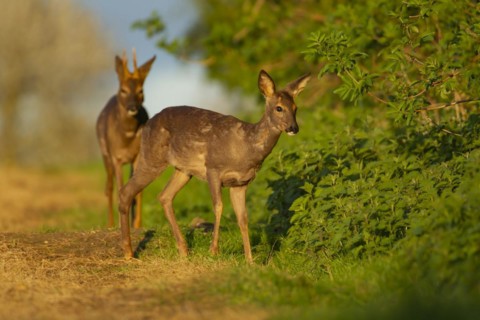 Roe deer (Capreolus capreolus) adult male buck and female doe standing next to a hedgerow, Suffolk,