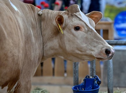 Swiss Fleckvieh dairy cow