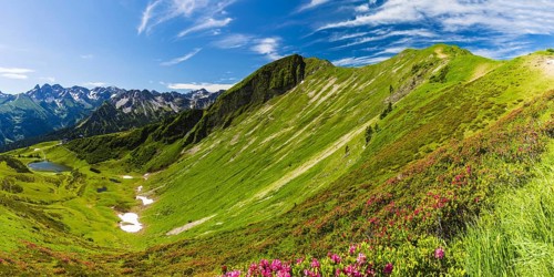 Alpine rose blossom (rhododendron) on the Fellhorn, 2038m, AllgÃ¤u Alps, Bavaria, Germany, Europe