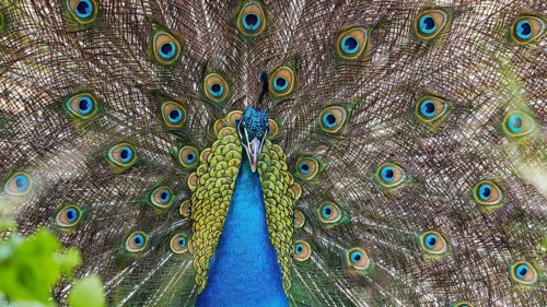 Close-up of a peacock with wide open colourful feathers that are magnificent and eye-catching,