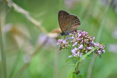 Ringlet (Aphantopus hyperantus) butterfly, Upper Bavaria, Germany, Europe