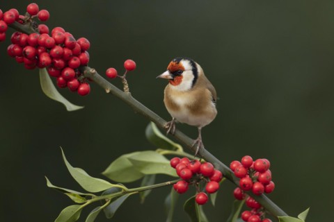 European goldfinch (Carduelis carduelis) adult bird on a Holly tree branch with red berries in