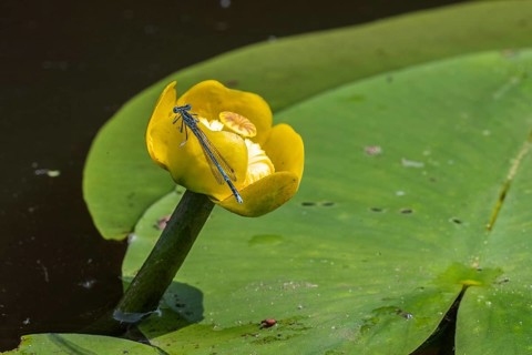 Azure damselflies (Coenagrion puella) laying eggs, Emsland, Lower Saxony, Germany, Europe