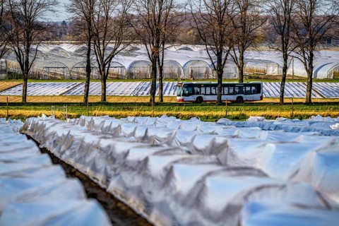 Asparagus fields, asparagus stems under foil, for faster growth, in the background foil greenhouses