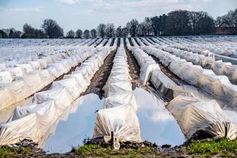 Wet asparagus fields, asparagus stems under foil, for faster growth, near Kirchhellen, district of