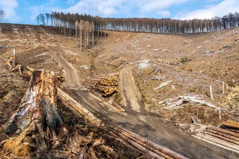 Cleared forest area north of the village of Öventrop, district of Arnsberg, dead spruce stands were