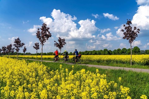 The avenue cycle path between Xanten and Marienbaum, Kalkar, on the Lower Rhine, former railway