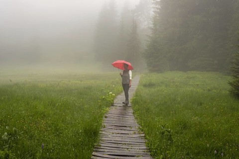 Woman 60-65 with umbrella in the Hühnermoos on a cloudy day with fog, a high moor at the Söllereck