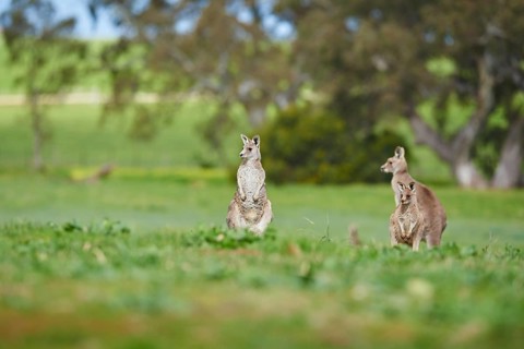 Close-up of eastern grey kangaroos (Macropus giganteus) wildlife on a meadow in Australia