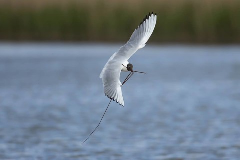 Black headed gull (Chroicocephalus ridibundus) adult bird in flight with nesting material in its