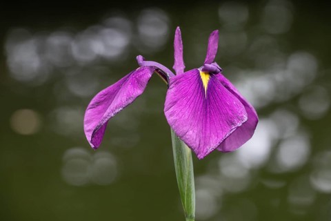 Capitol dandy (Iris ensata), Emsland, Lower Saxony, Germany, Europe